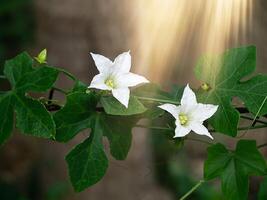 Ivy Gourd on barbed wire. photo