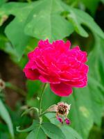 Pink rose flower. photo