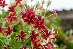 Close up of Rangoon Creeper flower. photo