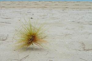 spinifex litoral césped foto