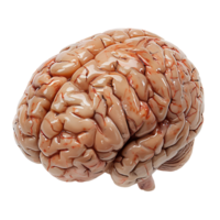 Brain on transparent Background png