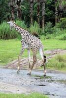 A view of a Giraffe photo