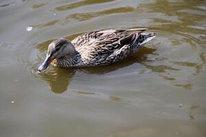 A view of a Pintail Duck photo
