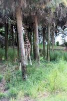 A view of a Giraffe photo