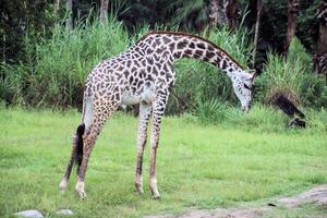 A view of a Giraffe photo