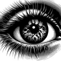 Black and White Illustration of the Human Eye Iris vector