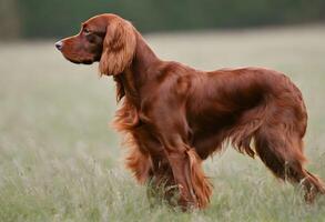 un ver de un rojo setter foto