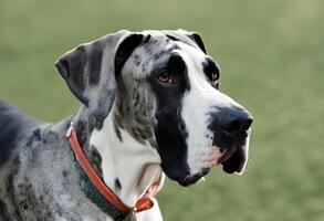 A view of a Great Dane photo