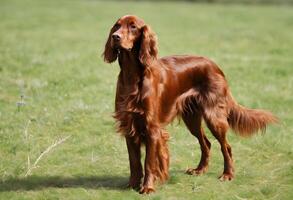 un ver de un rojo setter foto