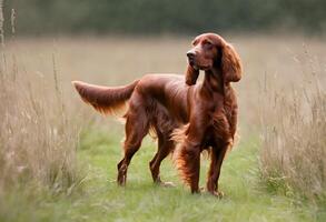 A view of a Red Setter photo