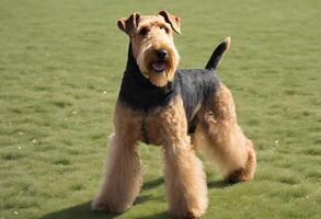A view of an Airedale Terrier photo