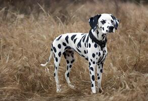 A view of a Dalmation photo