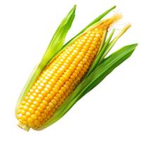 Corn on transparent Background png