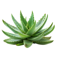 aloe vera on transparent Background png