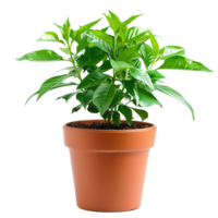 Plant pot on isolated transparent background png