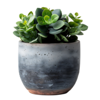 Plant pot on isolated transparent background png