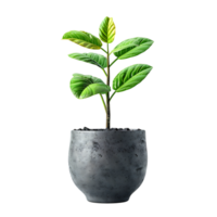 Plant pot on isolated transparent background png