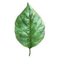 A Leave on transparent Background png