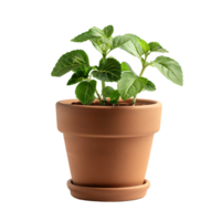 Plant pot on isolated transparent background png