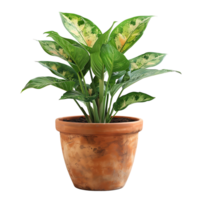 Plant pot on isolated transparent background png