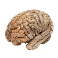 Brain on transparent Background png