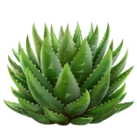 Aloe vera auf transparent Hintergrund png