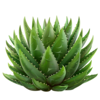 aloe Vera su trasparente sfondo png