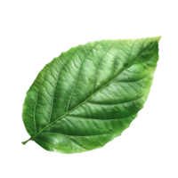 green leaf on isolated transparent background png