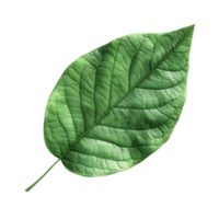 green leaf on isolated transparent background png