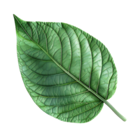 green leaf on isolated transparent background png