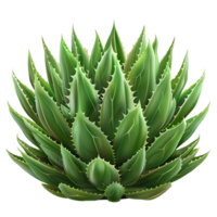 aloe vera on transparent Background png