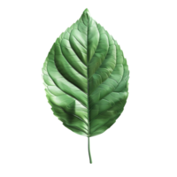 green leaf on isolated transparent background png