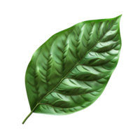 green leaf on isolated transparent background png