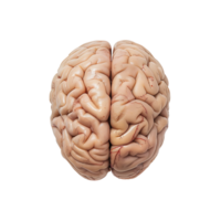 cerebro en transparente antecedentes png