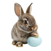 Cute Easter Bunny on isolated transparent background png