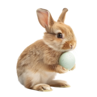 Cute Easter Bunny on isolated transparent background png