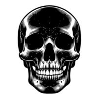 Black and White Illustration of a human skull vector