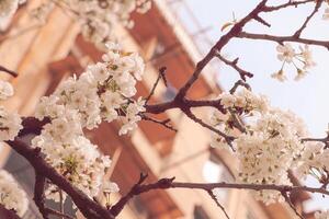 fowers de el Cereza o manzana florecer. sakura flor. foto