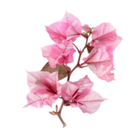 Bougainvillea flower on isolated transparent background png