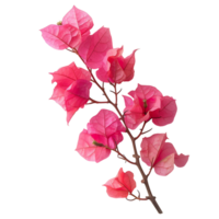 Bougainvillea Blume auf isoliert transparent Hintergrund png