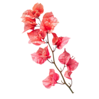 Bougainvillea flower on isolated transparent background png