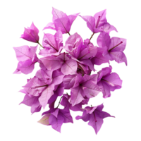 bougainvilliers fleur sur isolé transparent Contexte png