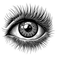 Black and White Illustration of the Human Eye Iris vector