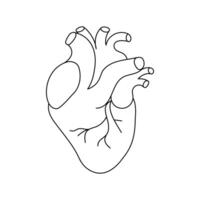 Human heart outline icon on white background vector