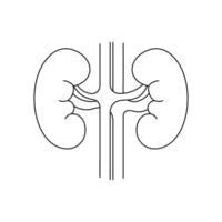 Human kidneys outline icon on white background vector