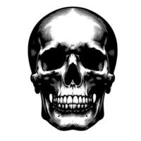 Black and White Illustration of a human skull vector