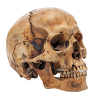 human skull on isolated transparent background png