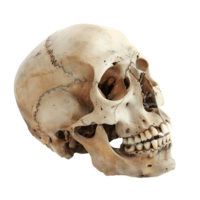 mänsklig skalle på isolerat transparent bakgrund png
