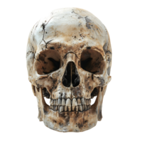 humano cráneo en aislado transparente antecedentes png