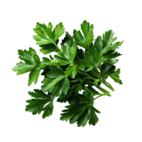 Parsley leaves in a closeup on isolated transparent background png